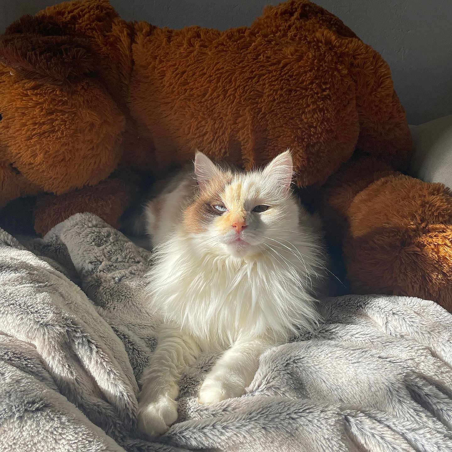 Plume a rejoint le concours — aidez-le/la à gagner de superbes lots ! cat, fluffy_cat, orange_and_white_cat, blanket, plush_dog, stuffed_animal, soft_texture, sunlight, indoor, cozy, relaxed, pet, animal, feline, resting, bed, comfort, warm_light, cute, portrait