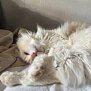 Plume a rejoint le concours — aidez-le/la à gagner de superbes lots ! cat, fluffy, white_cat, orange_spot, relaxing, lying_down, bed, blanket, paw, fur, indoor, cozy, nap, animal, pet, whiskers, soft_light, shadow, resting, cute