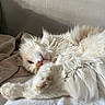 cat, fluffy, white_cat, orange_spot, relaxing, lying_down, bed, blanket, paw, fur, indoor, cozy, nap, animal, pet, whiskers, soft_light, shadow, resting, cute