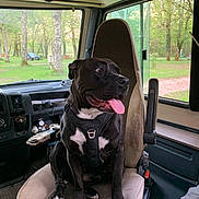 Fidjy participe au concours pour gagner de l'argent avec cette photo : animal, architecture, baby, building, bulldog, canine, car, car_interior, carseat, cushion, dog, homedecor, outdoors, person, pet, plant, puppy, shelter, transportation, vehicle
