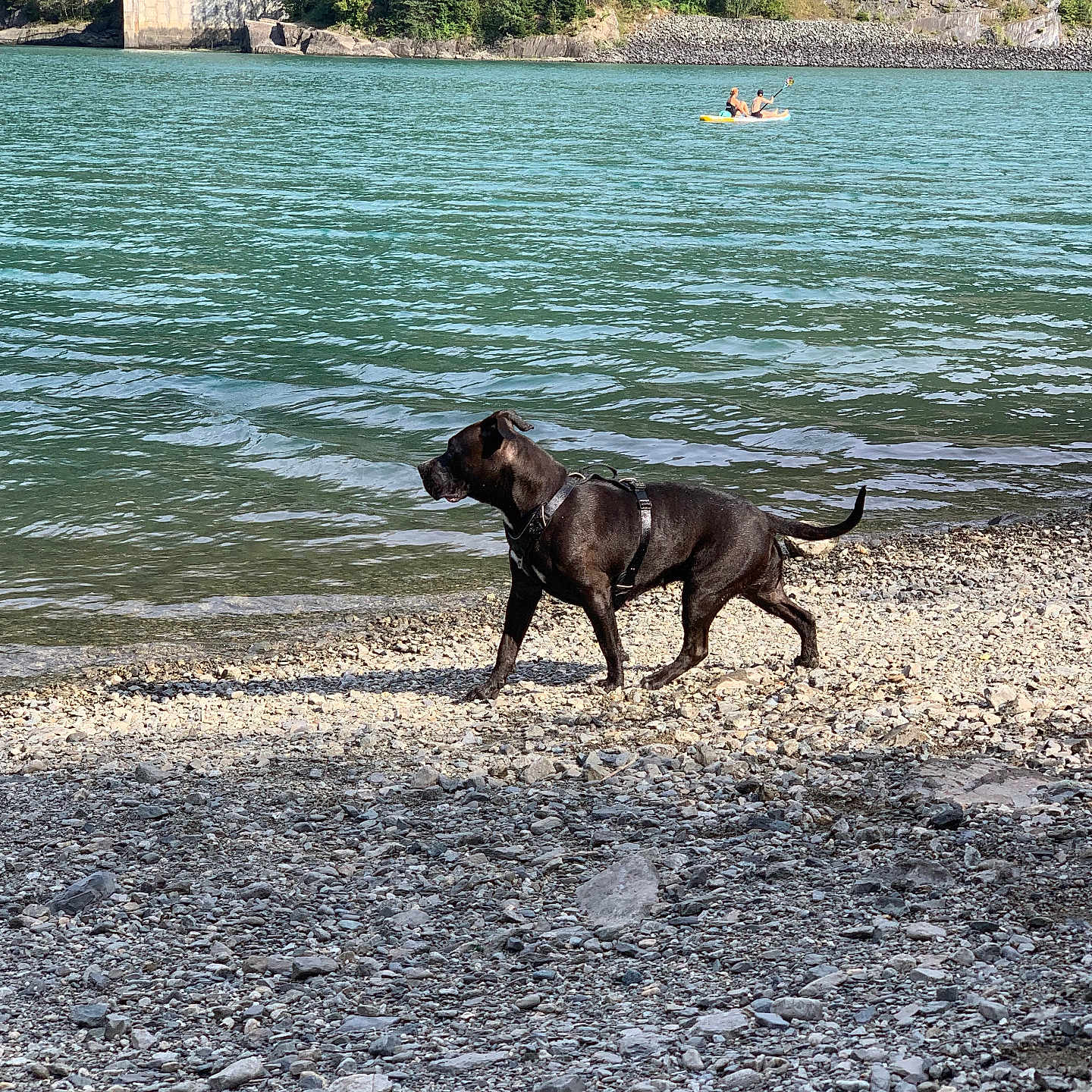 Fidjy a rejoint le concours — aidez-le/la à gagner de superbes lots ! animal, beach, boat, canine, coast, dog, gravel, labradorretriever, lake, nature, outdoors, person, pet, road, rock, sea, shoreline, transportation, vehicle, water