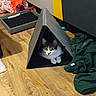 Brownie participe au concours pour gagner de l'argent avec cette photo : cat, pet, indoor, wooden_floor, triangular_tent, furniture, blanket, curious, animal, cozy, home, relaxed, domestic, resting, looking, small_space, flooring, household, indoor_lighting, triangular_shape