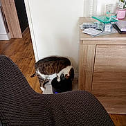 Brownie participe au concours pour gagner de l'argent avec cette photo : cat, tabby_cat, indoor, wooden_floor, cabinet, water_bottle, glass, curious, furniture, floor, chair, black_object, pet, domestic_animal, wood, tabletop, houseplant, papers, ruler, cozy