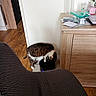 cat, tabby_cat, indoor, wooden_floor, cabinet, water_bottle, glass, curious, furniture, floor, chair, black_object, pet, domestic_animal, wood, tabletop, houseplant, papers, ruler, cozy