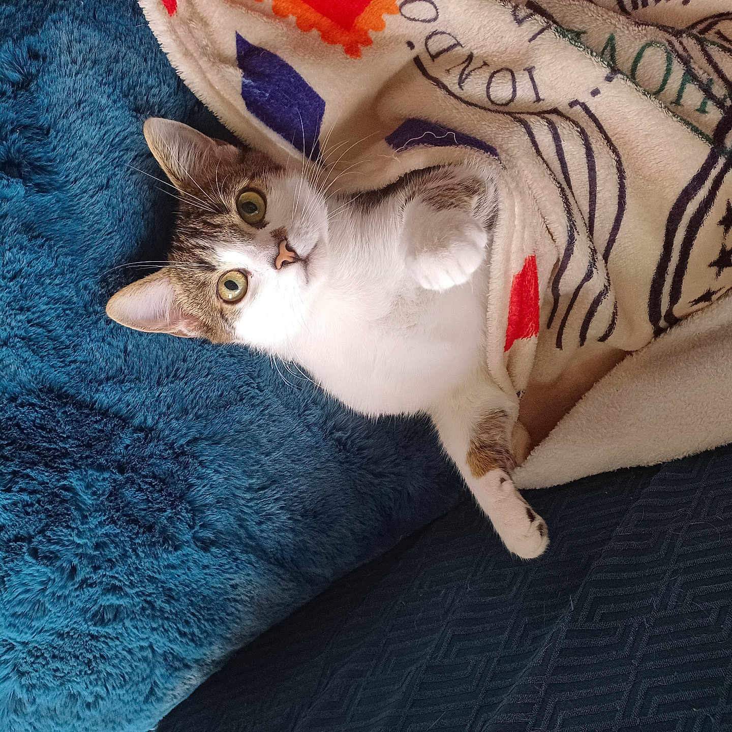 Brownie participe au concours pour gagner de l'argent avec cette photo : cat, blanket, blue, fur, pet, cozy, indoor, animal, cute, whiskers, relaxed, paws, bed, texture, comfort, domestic, mammal, resting, fur_pattern, wide_eyes
