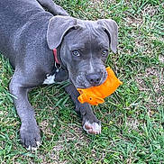 Aaron a rejoint le concours — aidez-le/la à gagner de superbes lots ! dog, puppy, grass, toy, orange_toy, playful, pet, animal, outdoor, collar, cute, lying_down, muzzle, ears, paw, snout, young_dog, nature, greenery, pet_toy