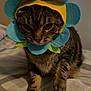 Zappa is registered to the contest to win money with this photo: cat, tabby_cat, costume, flower_costume, pet, animal, indoor, bed, blanket, feline, cute, fur, whiskers, paws, striped, mammal, domestic_animal, closeup, sitting, expression