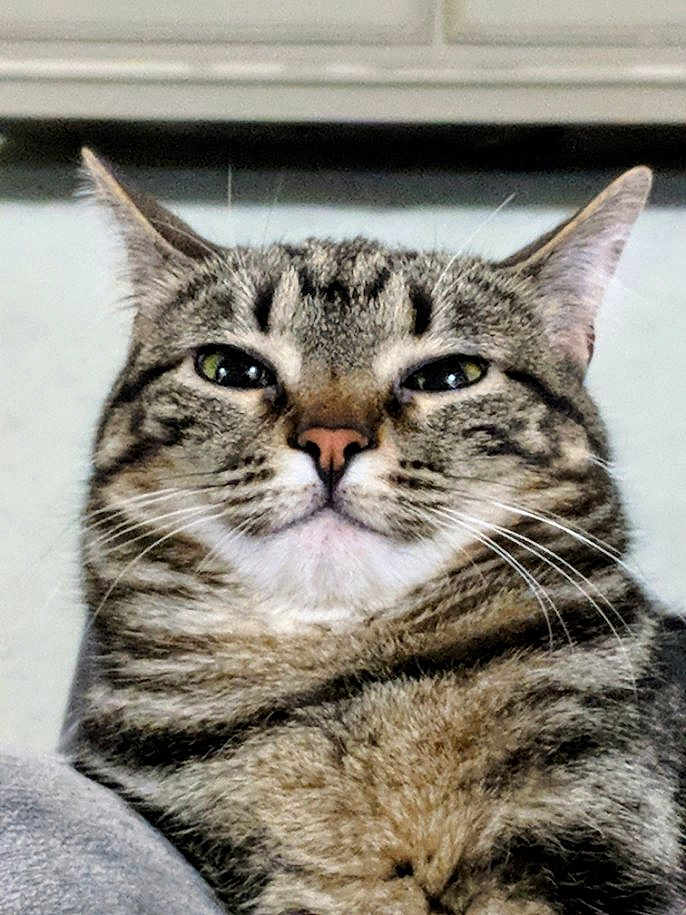 Zappa joined the competition — help win amazing prizes! cat, tabby, close_up, indoor, pet, feline, whiskers, fur, striped, animal, face, ears, nose, eyes, portrait, cute, domestic_animal, expression, mammal, resting