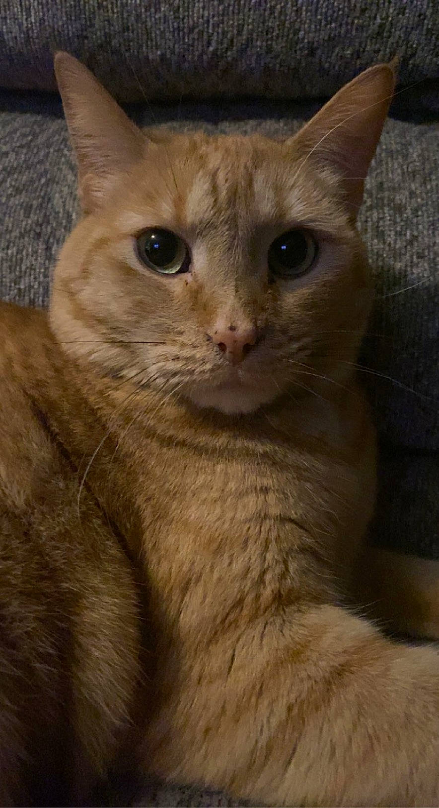 Aria joined the competition — help win amazing prizes! carnivore, cat, close_up, domestic_short_haired_cat, eye, fawn, felidae, fur, small_to_medium_sized_cats, snout, terrestrial_animal, whiskers, window