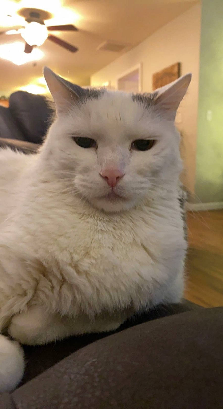 Dexter is registered to the contest to win money with this photo: carnivore, cat, comfort, domestic_short_haired_cat, felidae, fixture, fur, iris, small_to_medium_sized_cats, snout, tail, terrestrial_animal, whiskers, window