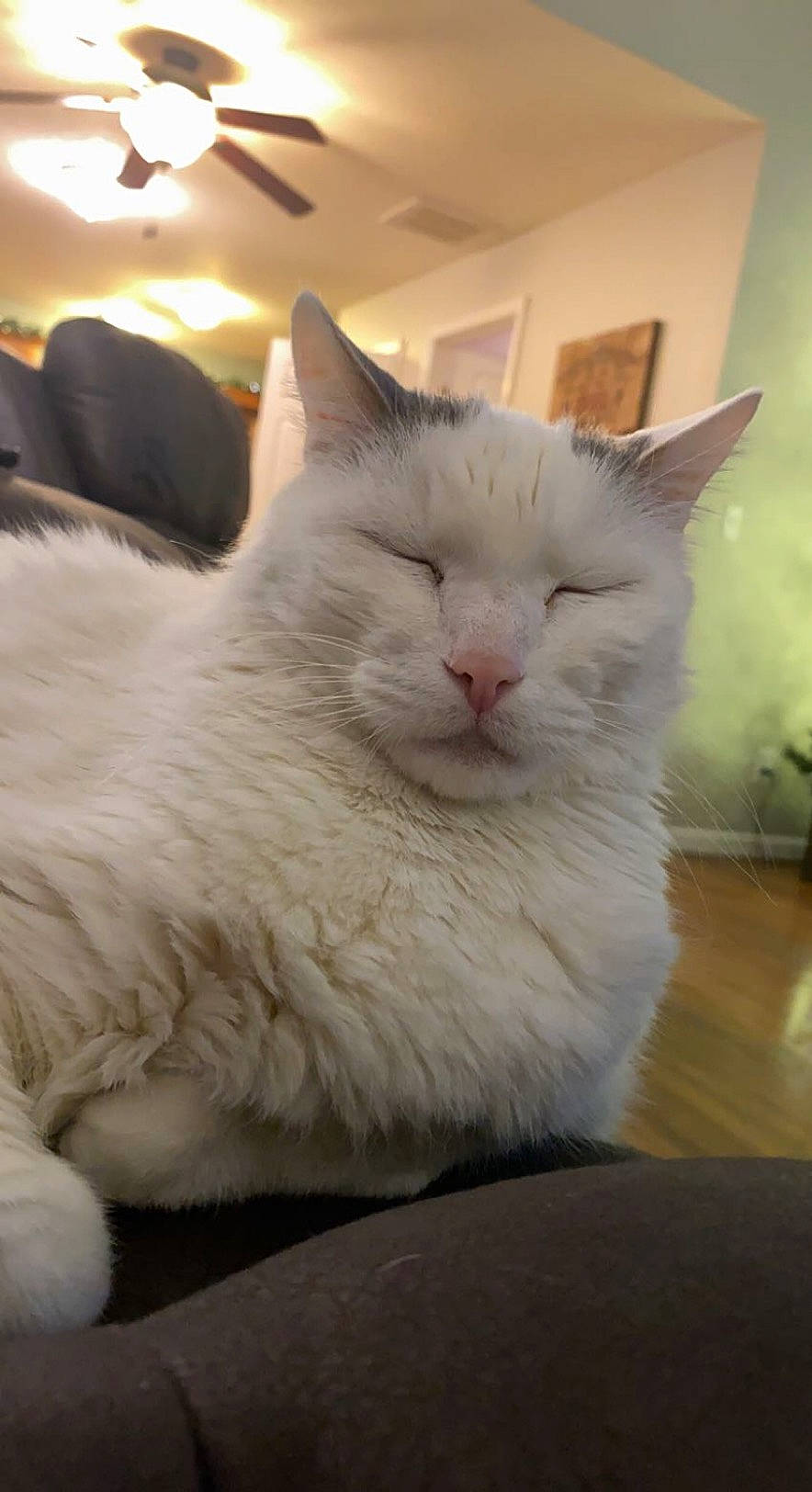 Dexter joined the competition — help win amazing prizes! carnivore, cat, comfort, domestic_short_haired_cat, eye, fang, felidae, fur, head, paw, small_to_medium_sized_cats, snout, tail, terrestrial_animal, whiskers, window