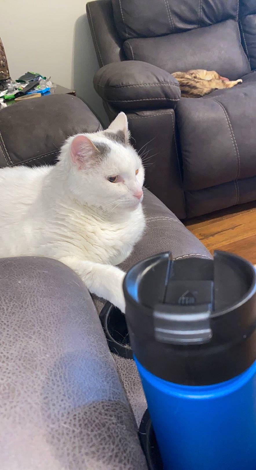 Dexter is registered to the contest to win money with this photo: automotive_tire, carnivore, cat, comfort, couch, cup, domestic_short_haired_cat, drinkware, felidae, flooring, fur, furniture, gas, hardwood, living_room, paw, small_to_medium_sized_cats, tail, whiskers, wood