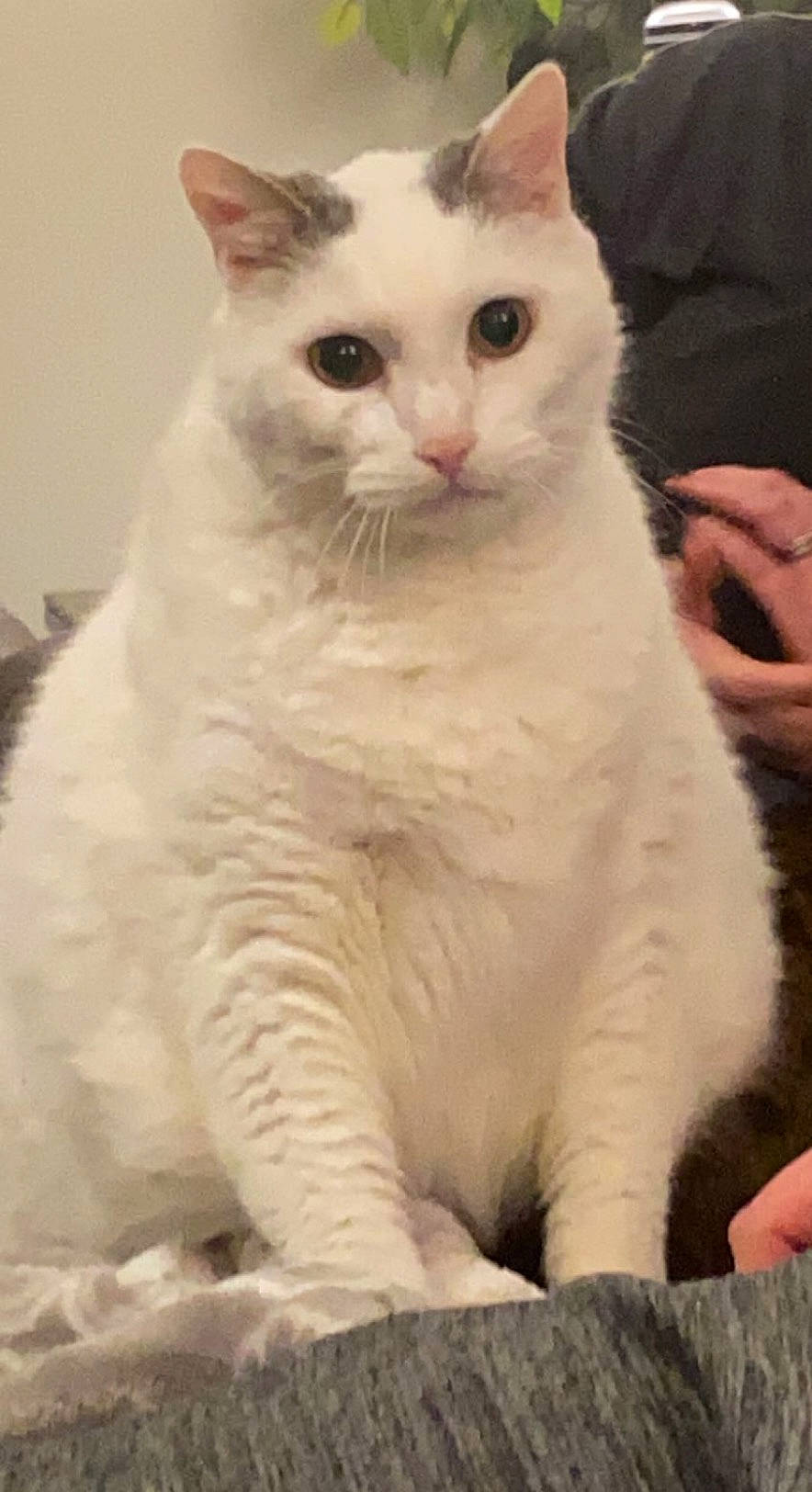 Dexter is registered to the contest to win money with this photo: carnivore, cat, domestic_short_haired_cat, felidae, fur, small_to_medium_sized_cats, terrestrial_animal, whiskers