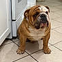 bulldog, dog, pet, indoor, kitchen, tile_floor, white_cabinet, animal, canine, paw, fur, wrinkles, companion, domestic, flooring, mammal, cute, portrait, sitting, waiting