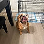 bulldog, puppy, dog, pet, floor, wooden_floor, crate, metal_crate, tongue, looking_up, indoor, table, shadow, brown_dog, white_markings, ears, face, legs, cute, animal