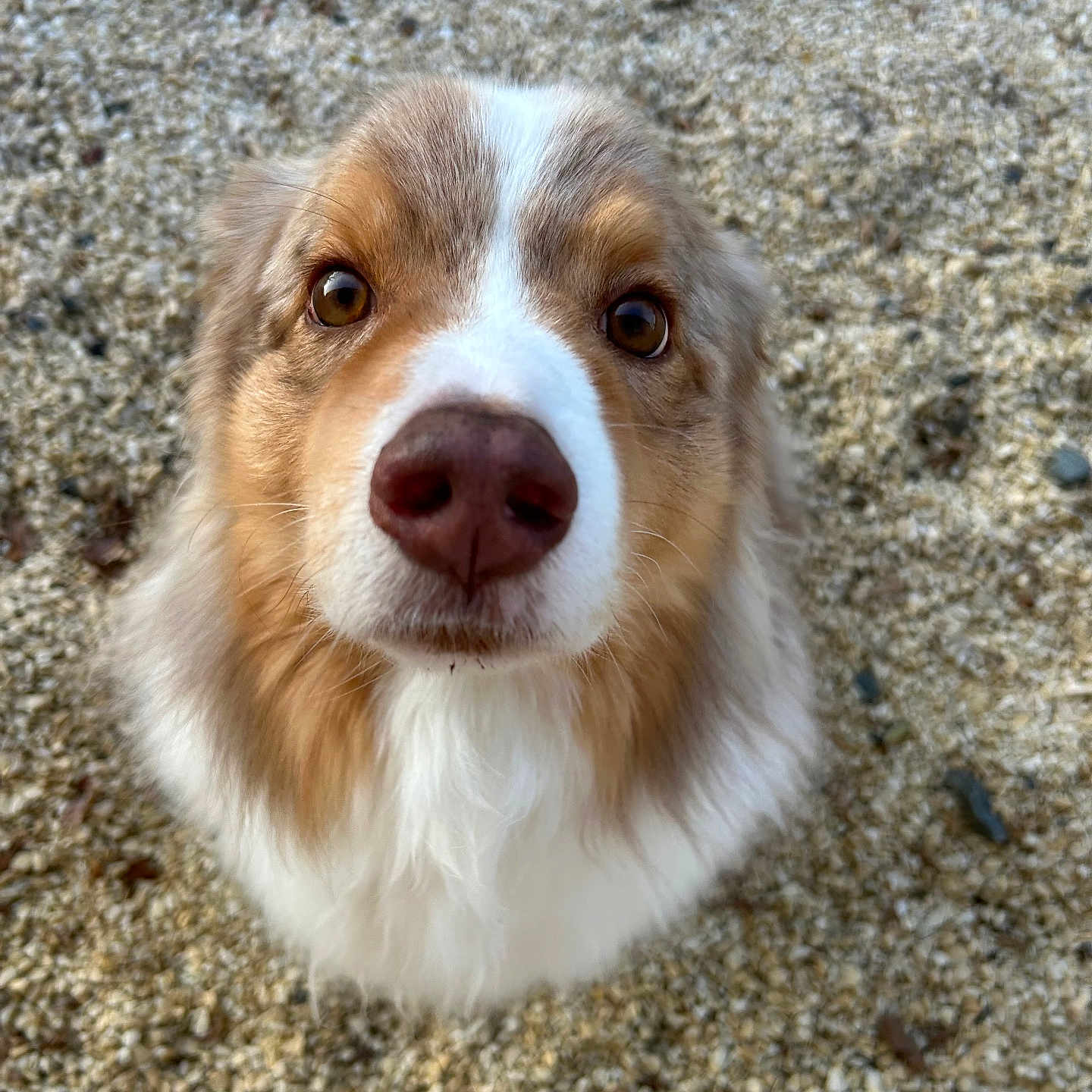 Zeus participe au concours pour gagner de l'argent avec cette photo : dog, close_up, animal, pet, brown, white, fur, nose, eyes, face, outdoor, gravel, curious, cute, portrait, mammal, canine, looking_up, fluffy, adorable