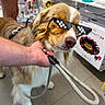 Zeus a rejoint le concours — aidez-le/la à gagner de superbes lots ! dog, pet, sunglasses, pixelated, leash, hand, store, shelf, toy, floor, brown, white, canine, accessory, indoor, animal, cool, funny, muzzle, paw