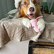 Zeus a rejoint le concours — aidez-le/la à gagner de superbes lots ! dog, fluffy, toy, plush, pink, blanket, paws, indoor, cozy, happy, playful, brown, white, fur, table, wooden, furniture, background, curtains, smiling