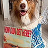 Zeus participe au concours pour gagner de l'argent avec cette photo : dog, tote_bag, album_cover, indoor, floor, smiling, brown_eyes, fur, pet, portrait, happy, canine, sitting, house, wood_floor, curtain, shelf, book, decor, light