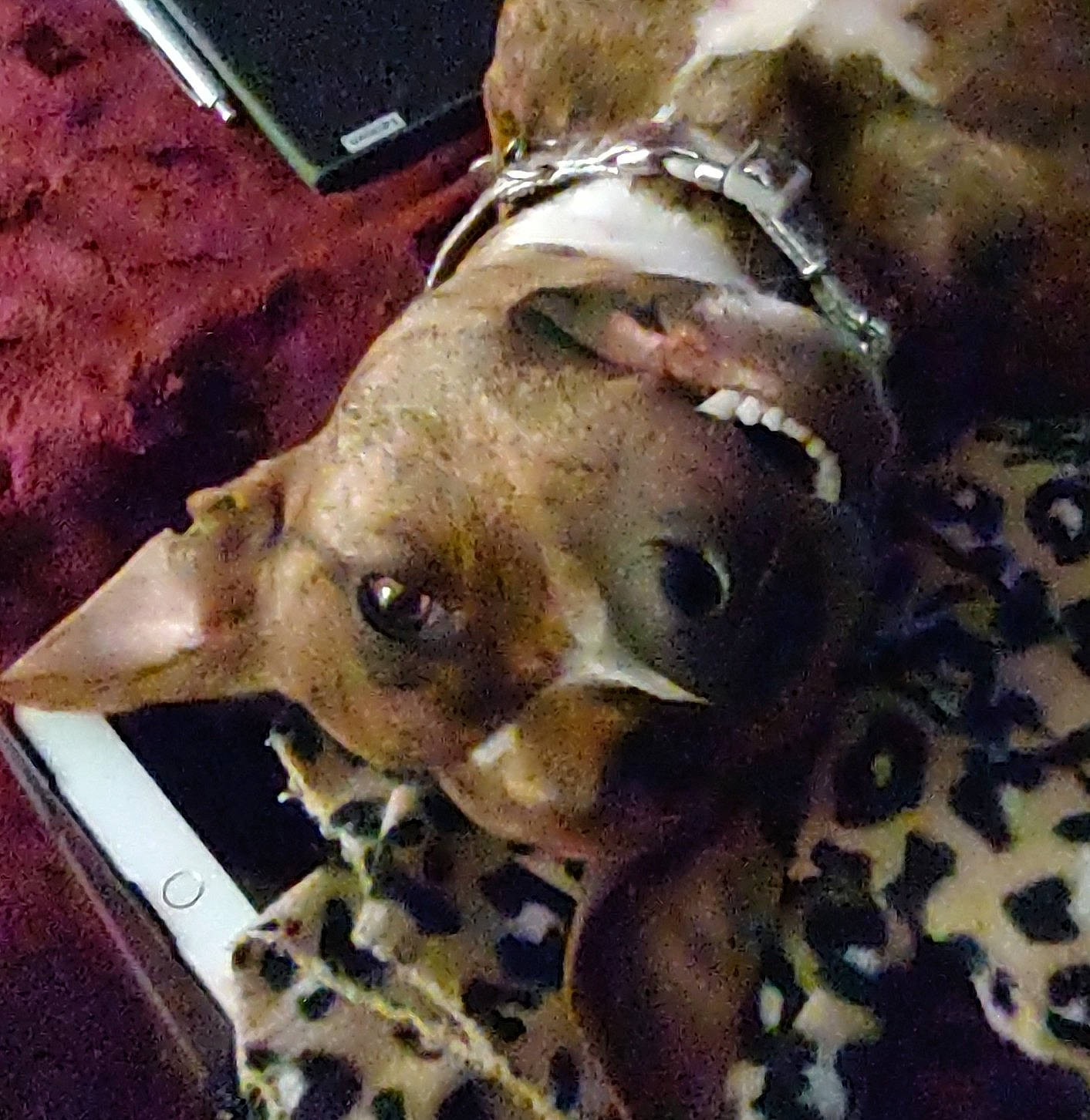 Bryndi joined the competition — help win amazing prizes! canidae, carnivore, companion_dog, dog, dog_breed, eyewear, fawn, fur, hat, jaw, liver, metal, pattern, selfie, snout, sporting_group, sunglasses, terrestrial_animal, whiskers, working_animal