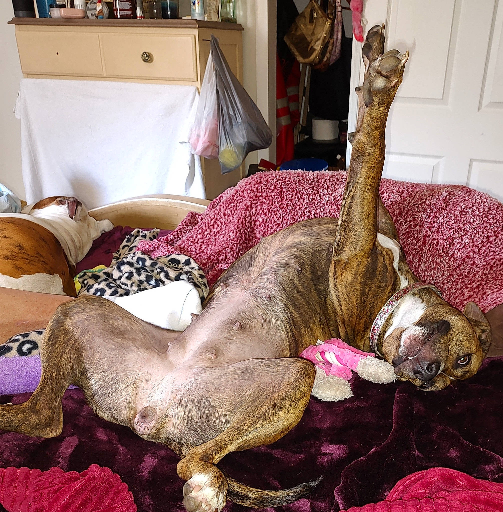 Bryndi joined the competition — help win amazing prizes! art, canidae, carnivore, comfort, companion_dog, dog, dog_breed, fawn, felidae, flooring, fur, interior_design, linens, liver, living_room, magenta, room, sporting_group, tail, working_animal