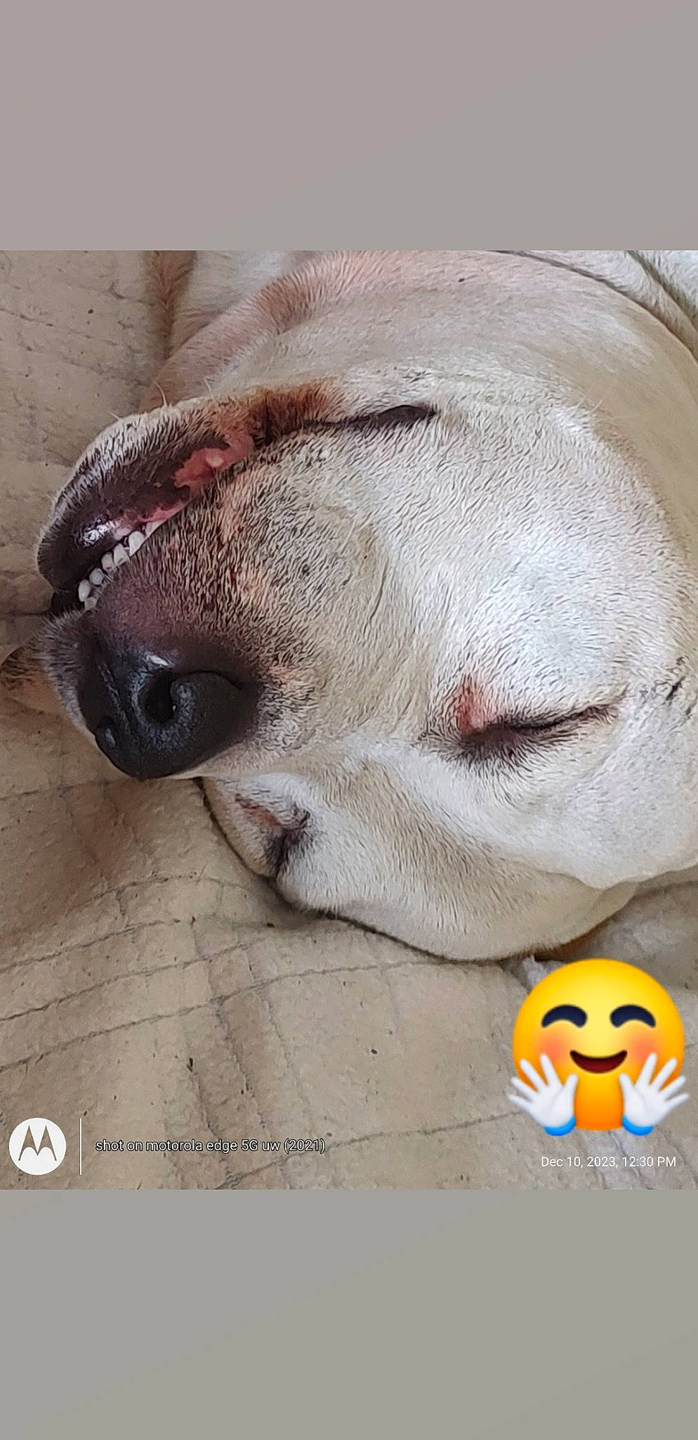 Sin is registered to the contest to win money with this photo: ball, canidae, carnivore, close_up, companion_dog, dog, dog_breed, eye, fawn, human_body, jaw, liver, nose, pet_supply, snout, sporting_group, terrestrial_animal, toy, whiskers, working_animal