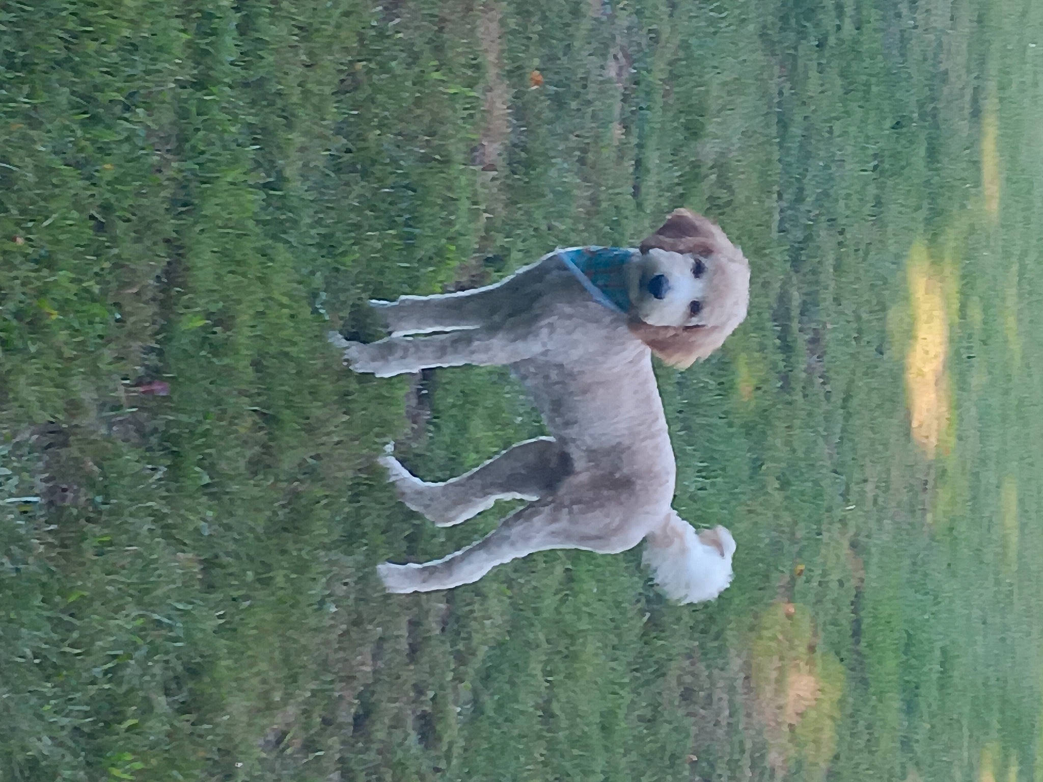 Noodles is registered to the contest to win money with this photo: art, beak, canidae, carnivore, companion_dog, dog, dog_breed, grass, grassland, non_sporting_group, plant, sculpture, seabird, snout, sporting_group, tail, tree, wildlife, wood, working_animal