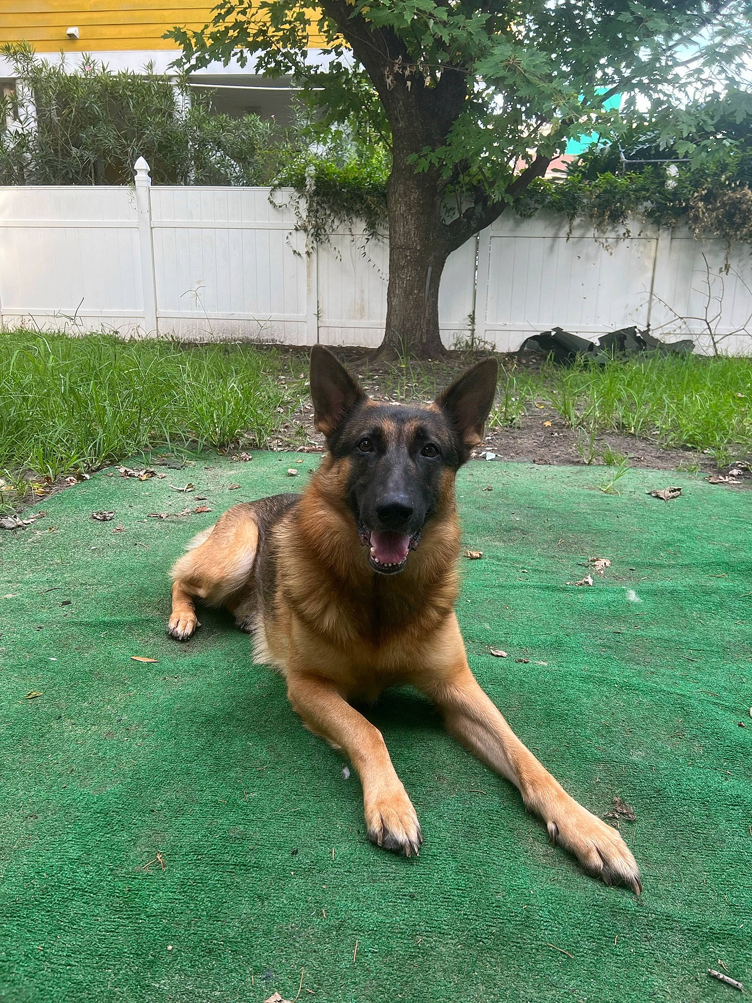 Shep joined the competition — help win amazing prizes! belgian_shepherd_malinois, canidae, carnivore, companion_dog, dog, dog_breed, east_european_shepherd, fawn, german_shepherd_dog, grass, groundcover, guard_dog, herding_dog, king_shepherd, old_german_shepherd_dog, plant, sporting_group, tree, working_animal, working_dog