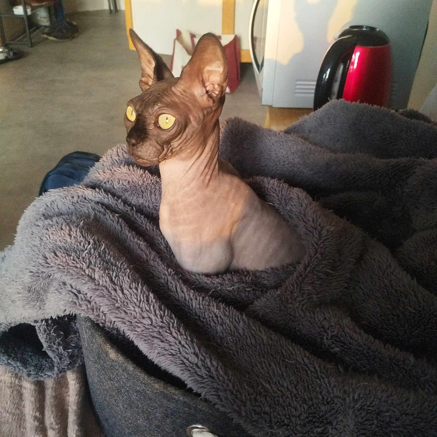 Titouan a rejoint le concours — aidez-le/la à gagner de superbes lots ! animal, appliance, basket, blanket, cat, cozy, curious, fur_less, furniture, home, indoors, kitchen, light, microwave, pet, shadow, soft_texture, sphynx_cat, teapot, yellow_eyes