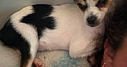 Gizmo is registered to the contest to win money with this photo: puppy, dog, black_and_white, cuddling, shoulder, person, earring, curly_hair, close_up, indoor, pet, fur, cute, resting, companion, animal, small_dog, snuggling, relaxation, cozy