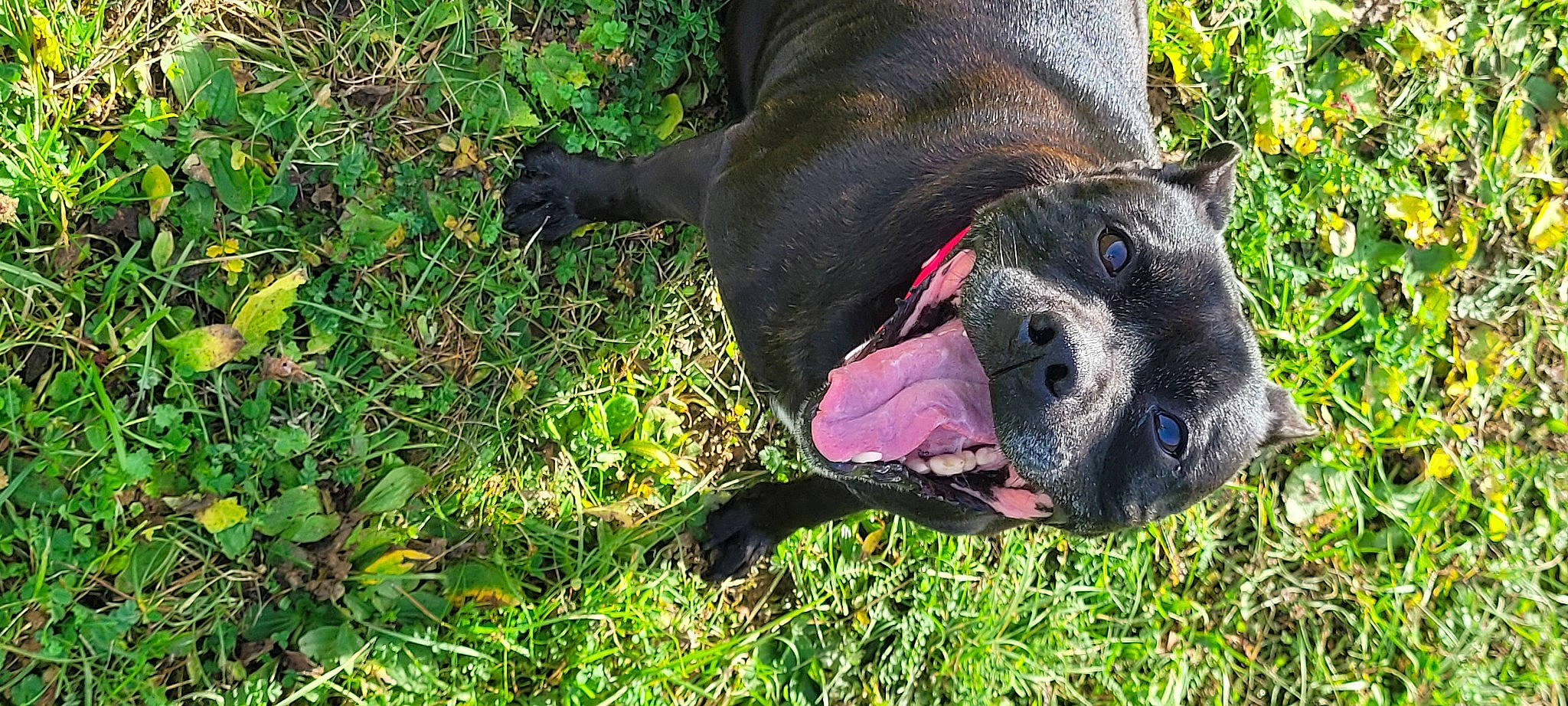 Lyloo a rejoint le concours — aidez-le/la à gagner de superbes lots ! canidae, carnivore, collar, companion_dog, dog, dog_breed, dog_collar, dog_supply, fashion_accessory, fawn, grass, groundcover, leash, pet_supply, plant, snout, sporting_group, tail, terrestrial_animal, working_animal