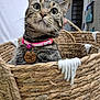 Babybell is registered to the contest to win money with this photo: animal, basket, bell, cat, close_up, collar, curious, cute, domestic_animal, ears, feline, fur, household, indoor, looking_up, pet, pink, tabby, whiskers, wooden_tag