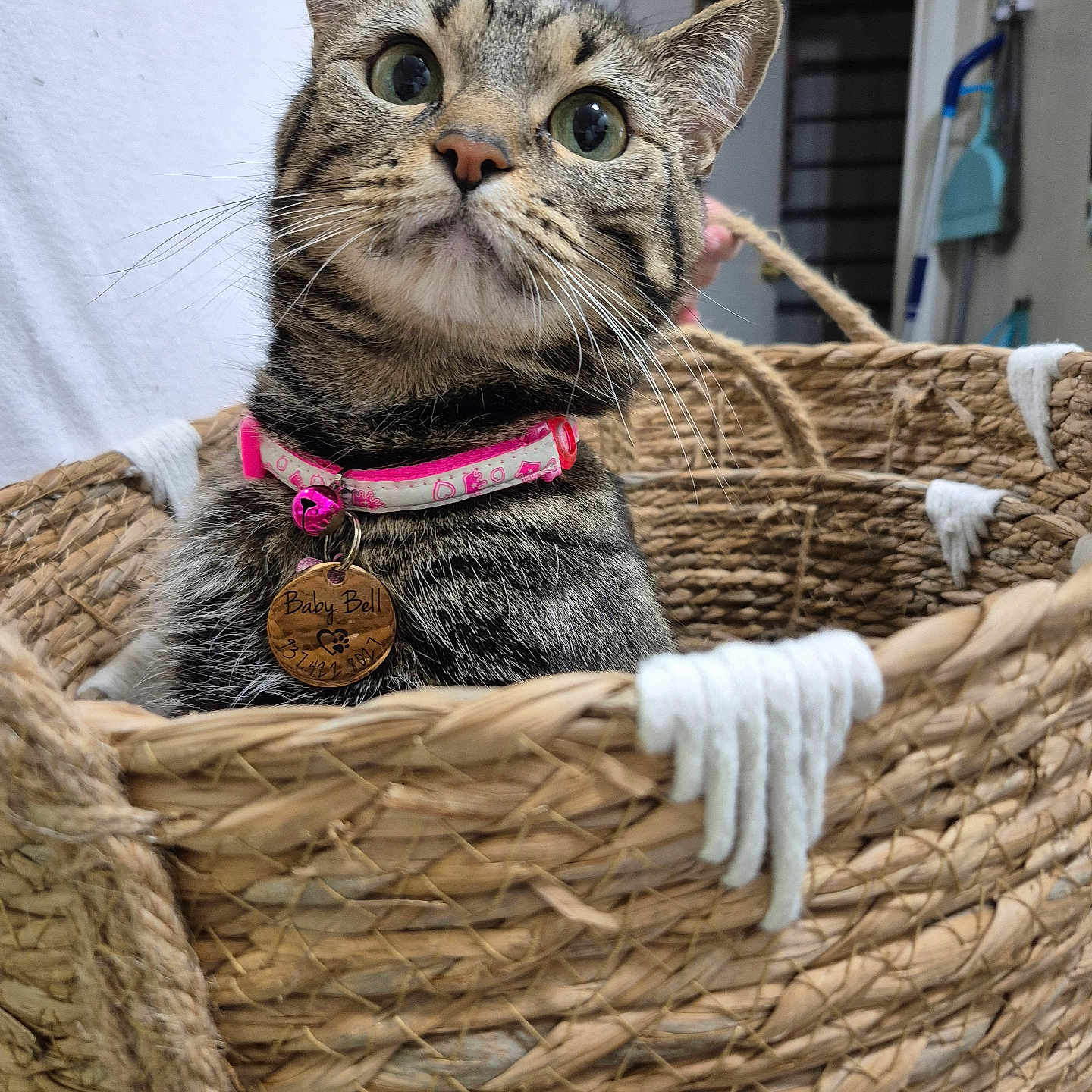 Babybell