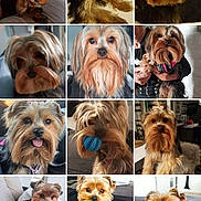 Only participe au concours pour gagner de l'argent avec cette photo : dog, yorkshire_terrier, puppy, pet, canine, animal, collage, portrait, fluffy, small_dog, brown_fur, black_fur, tan_fur, long_hair, cute, indoor, sitting, toy_ball, collar, companion