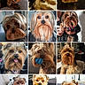 dog, yorkshire_terrier, puppy, pet, canine, animal, collage, portrait, fluffy, small_dog, brown_fur, black_fur, tan_fur, long_hair, cute, indoor, sitting, toy_ball, collar, companion