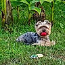 Only participe au concours pour gagner de l'argent avec cette photo : dog, yorkshire_terrier, small_dog, pet, red_ball, grass, garden, outdoor, greenery, tropical_plants, lying_down, fluffy, long_hair, brown_fur, gray_fur, toy, animal, canine, portrait, playful