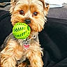 Only a rejoint le concours — aidez-le/la à gagner de superbes lots ! dog, small_dog, fluffy, yorkshire_terrier, brown_fur, tan_fur, pet, portrait, toy, ball, green_ball, chew_toy, collar, heart_tag, indoors, couch, blanket, sitting, closeup, cute