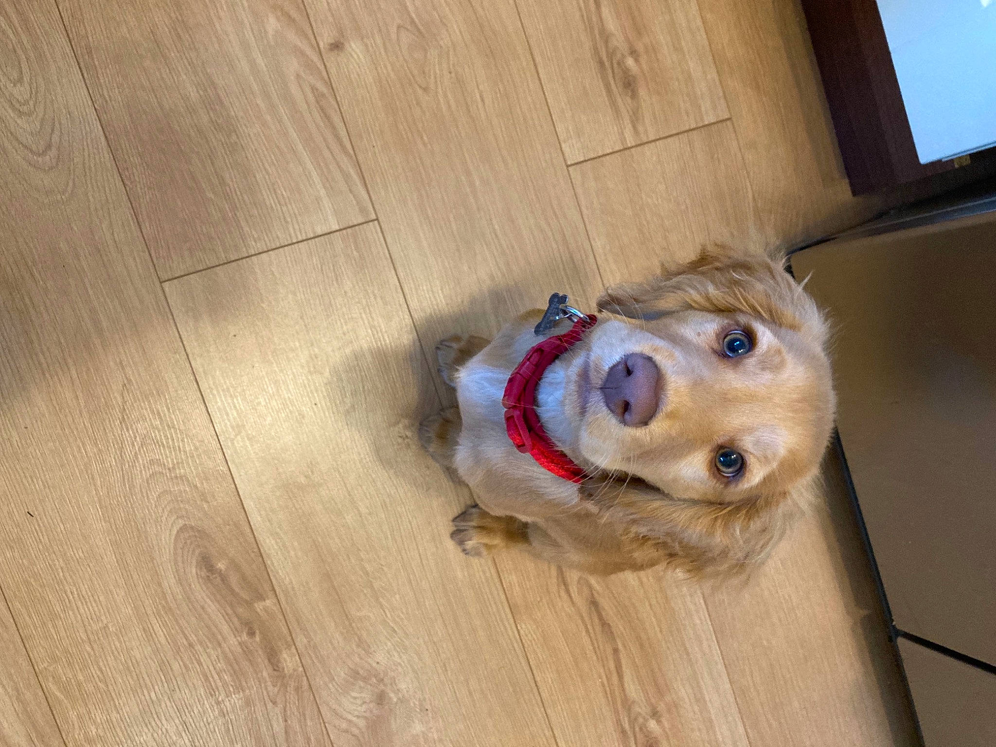 Busby is registered to the contest to win money with this photo: canidae, carnivore, collar, companion_dog, dog, dog_breed, dog_collar, floor, flooring, fur, hardwood, pet_supply, plank, plywood, toy, varnish, whiskers, wood, wood_stain, working_animal