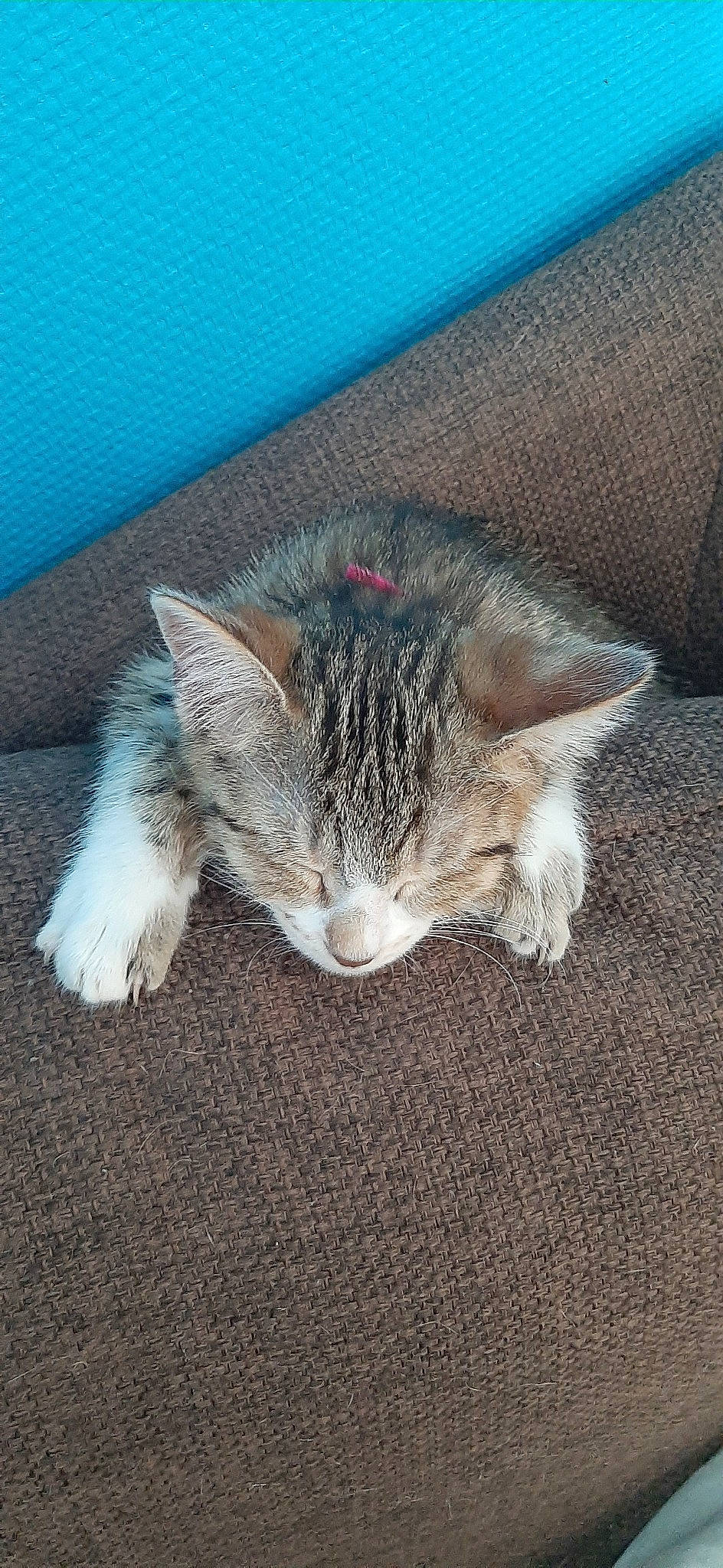 Nala participe au concours pour gagner de l'argent avec cette photo : aegean_cat, carnivore, cat, domestic_short_haired_cat, ear, european_shorthair, fawn, felidae, fur, kitten, maine_coon, nap, pixie_bob, polydactyl_cat, small_to_medium_sized_cats, tabby_cat, tail, whiskers