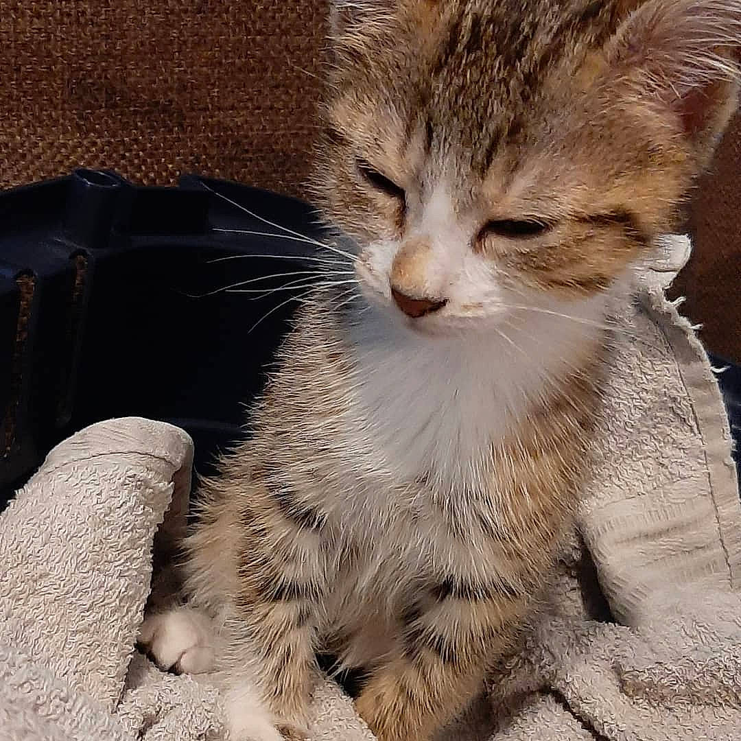 Nala a rejoint le concours — aidez-le/la à gagner de superbes lots ! aegean_cat, asian, carnivore, cat, close_up, domestic_short_haired_cat, dragon_li, european_shorthair, eye, felidae, fur, kitten, mammal, nose, paw, pixie_bob, small_to_medium_sized_cats, snout, tabby_cat, whiskers