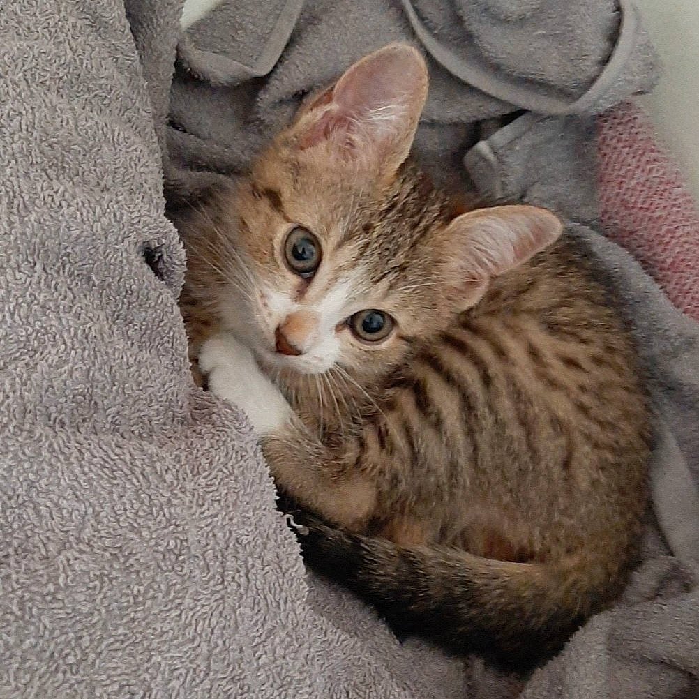 Nala a rejoint le concours — aidez-le/la à gagner de superbes lots ! aegean_cat, arabian_mau, asian, australian_mist, california_spangled, carnivore, cat, domestic_short_haired_cat, dragon_li, egyptian_mau, european_shorthair, felidae, kitten, mammal, ocicat, pixie_bob, small_to_medium_sized_cats, tabby_cat, vertebrate, whiskers