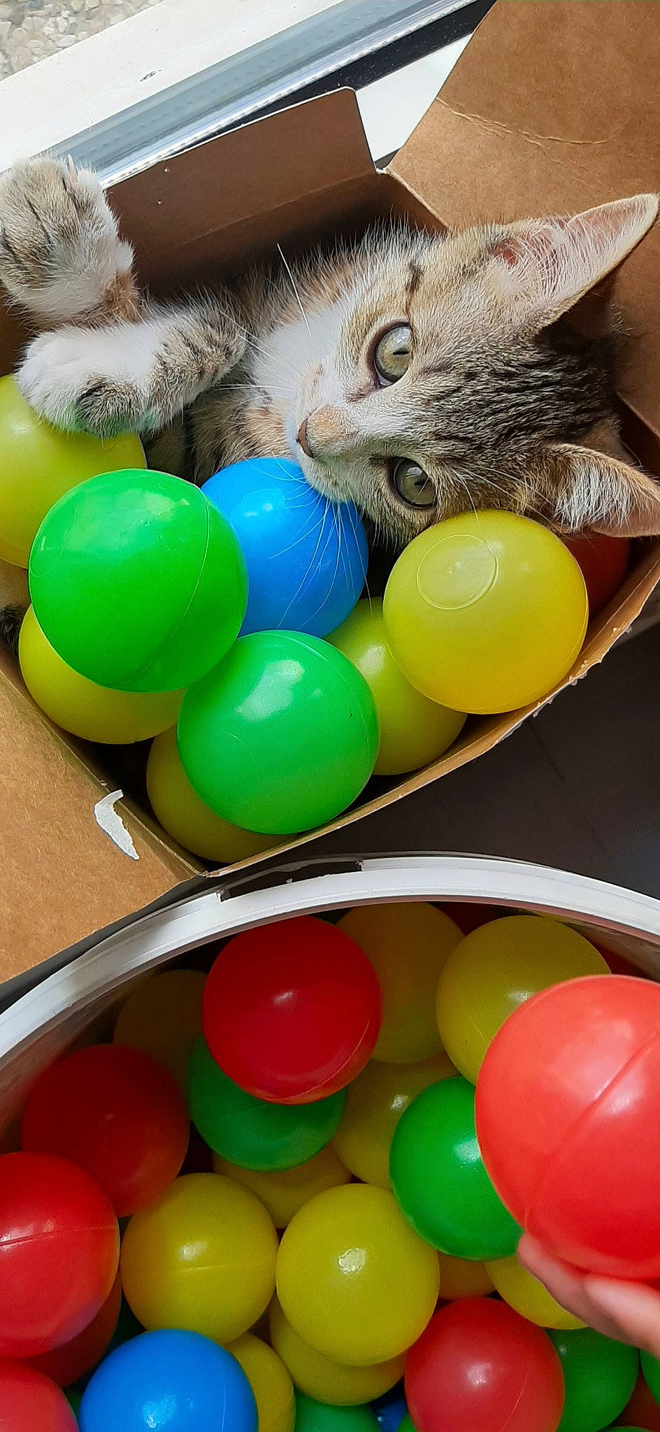 Nala participe au concours pour gagner de l'argent avec cette photo : ball, cat, easter_egg, felidae, kitten, play, small_to_medium_sized_cats, toy