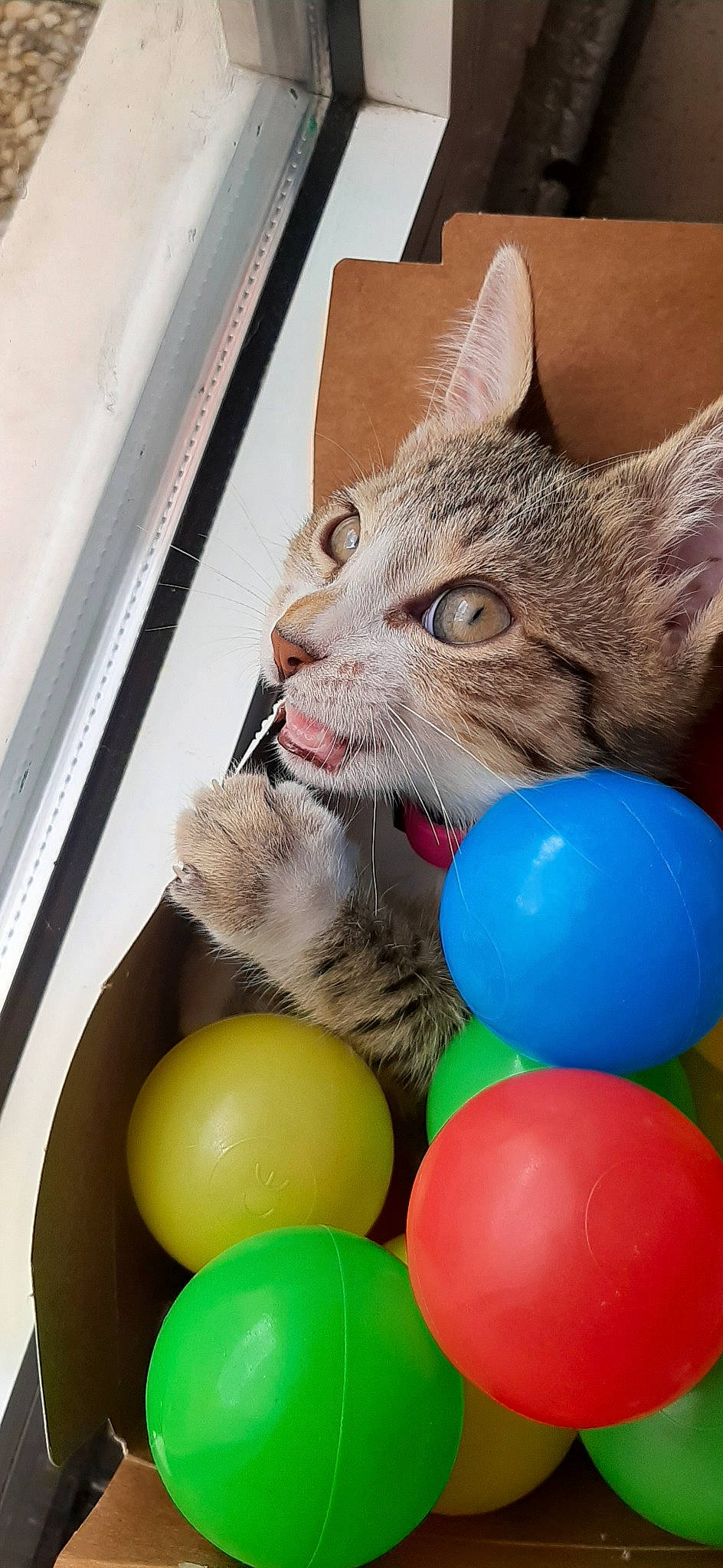 Nala a rejoint le concours — aidez-le/la à gagner de superbes lots ! ball, balloon, carnivore, cat, cat_toy, domestic_short_haired_cat, european_shorthair, felidae, kitten, party_supply, play, small_to_medium_sized_cats, toy, whiskers