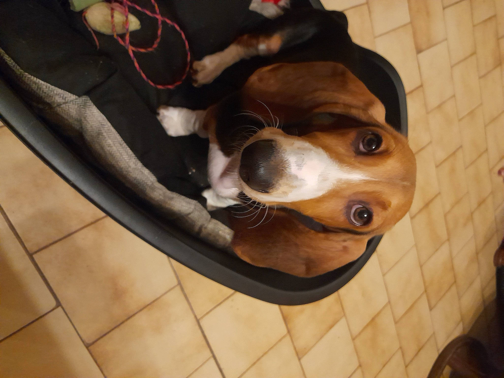 Tims Du Cheval Du Marquet