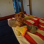 dog, bed, blanket, plush_toys, indoor, brown_dog, striped_blanket, toy, pet, happy, tongue_out, wooden_bedframe, room, door, wall, cozy, fur, animal, relaxed, home