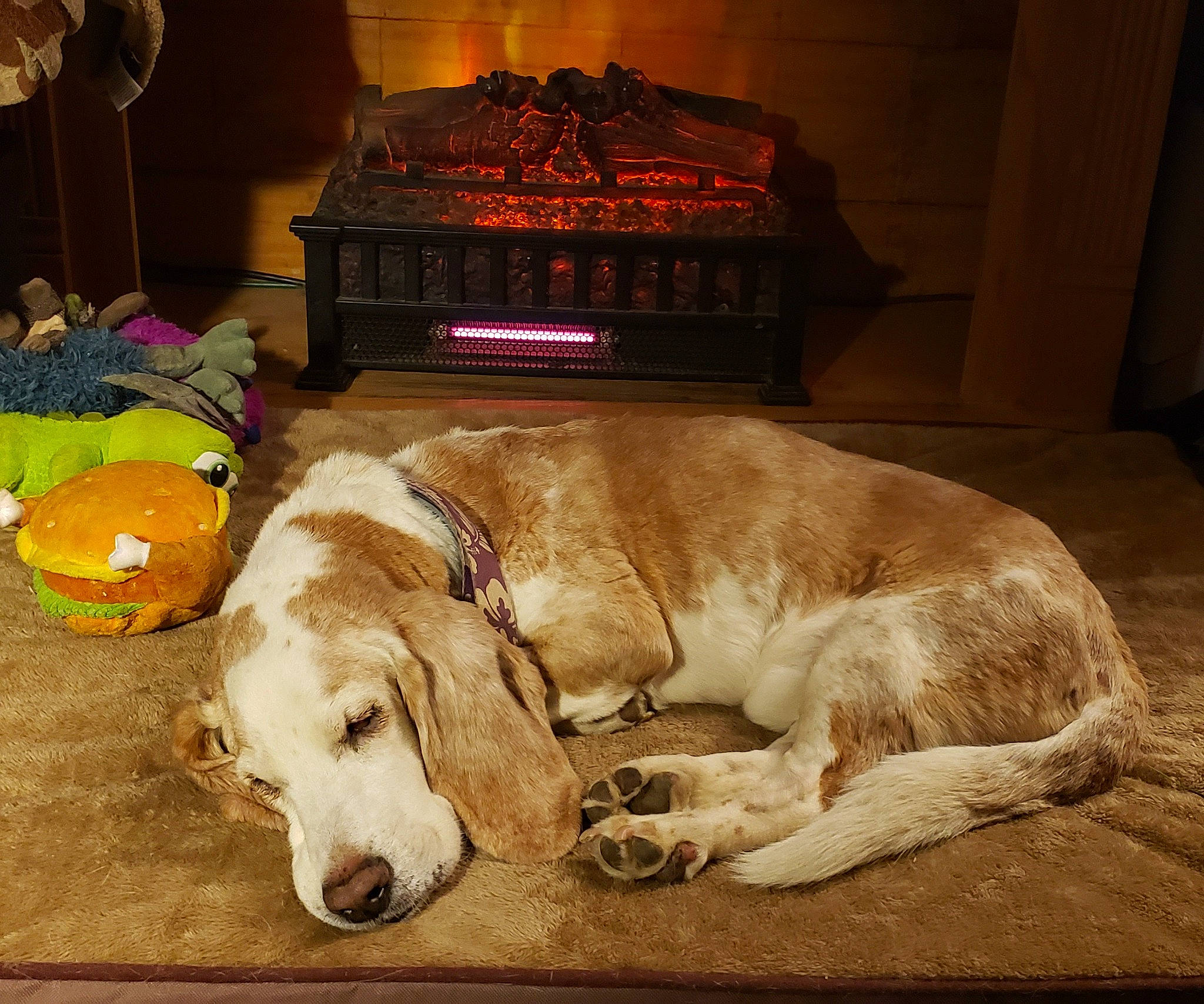 Copper is registered to the contest to win money with this photo: canidae, carnivore, comfort, companion_dog, dog, dog_breed, dog_supply, fawn, flooring, fur, gas, gun_dog, hardwood, paw, pet_supply, retriever, sporting_group, whiskers, wood_burning_stove, working_animal