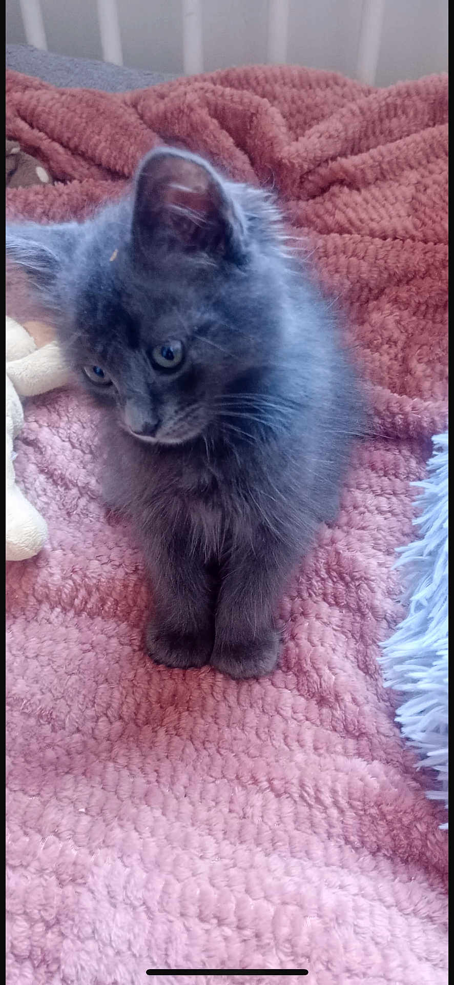 Elliot participe au concours pour gagner de l'argent avec cette photo : kitten, cat, gray_fur, fluffy, pet, animal, cute, indoor, blanket, plush_toy, soft_texture, fur, whiskers, ears, paws, resting, cozy, curious, young, domestic_cat