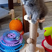 Elliot participe au concours pour gagner de l'argent avec cette photo : kitten, gray_cat, scratching_post, cat_toys, indoor, wooden_floor, plush_toy, orange_toy, multi_level_toy, purple_toy, blue_toy, flooring, pet, animal, feline, playful, cute, small, young_cat, cozy