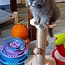 kitten, gray_cat, scratching_post, cat_toys, indoor, wooden_floor, plush_toy, orange_toy, multi_level_toy, purple_toy, blue_toy, flooring, pet, animal, feline, playful, cute, small, young_cat, cozy