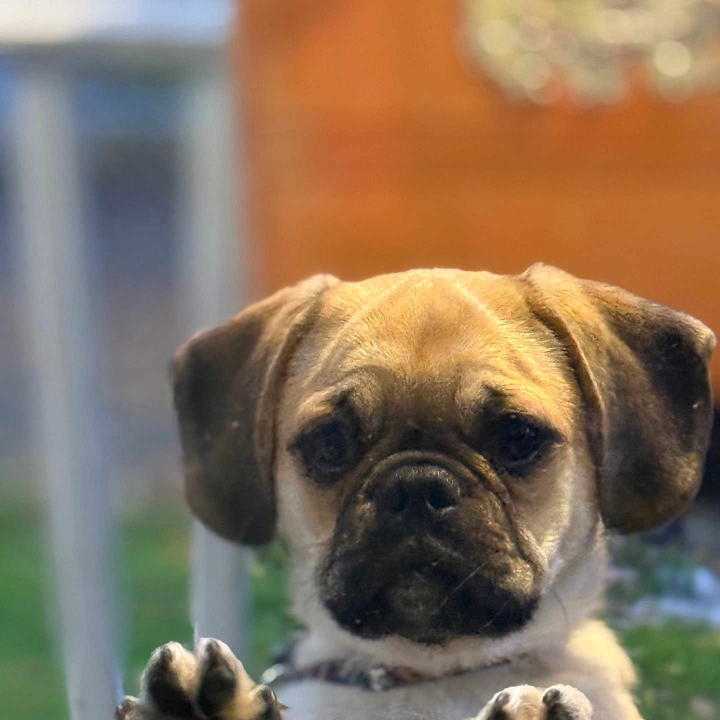 Hankenstine is registered to the contest to win money with this photo: animal, beagle, boxer, bulldog, canine, dog, frenchbulldog, hound, indoors, interiordesign, labradorretriever, monkey, person, pet, pitbull, pug, puppy, sleeping, snout, window